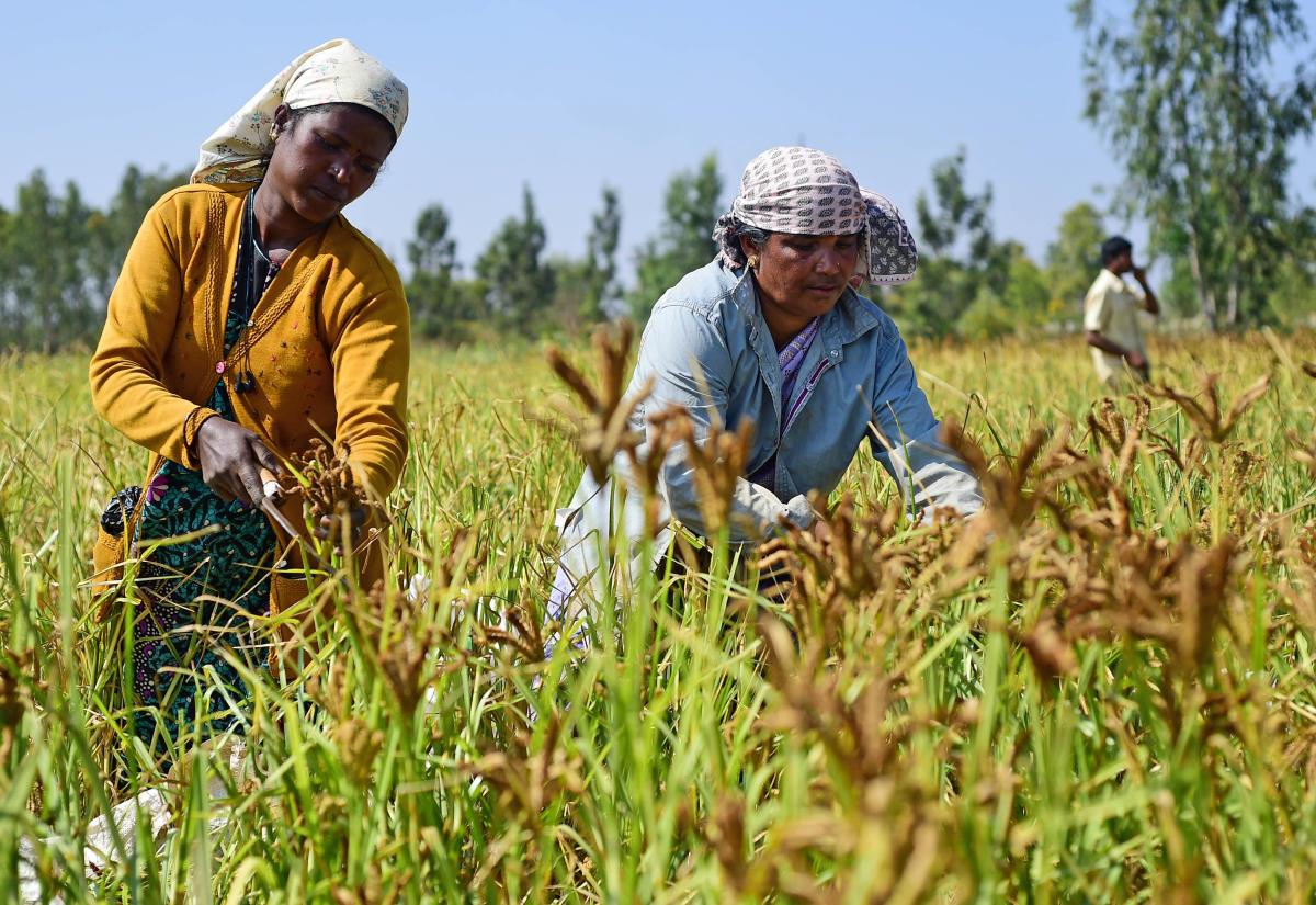 Direct Agro-Traceability & ESG Sourcing in Food Supply Chains